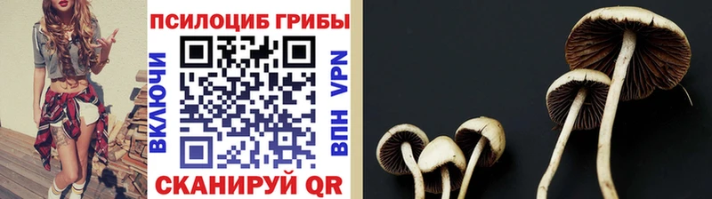 Купить где  Зуевка  Псилоцибиновые грибы прущие грибы 